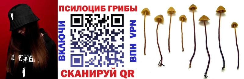 Галлюциногенные грибы мицелий  что такое   Калтан 